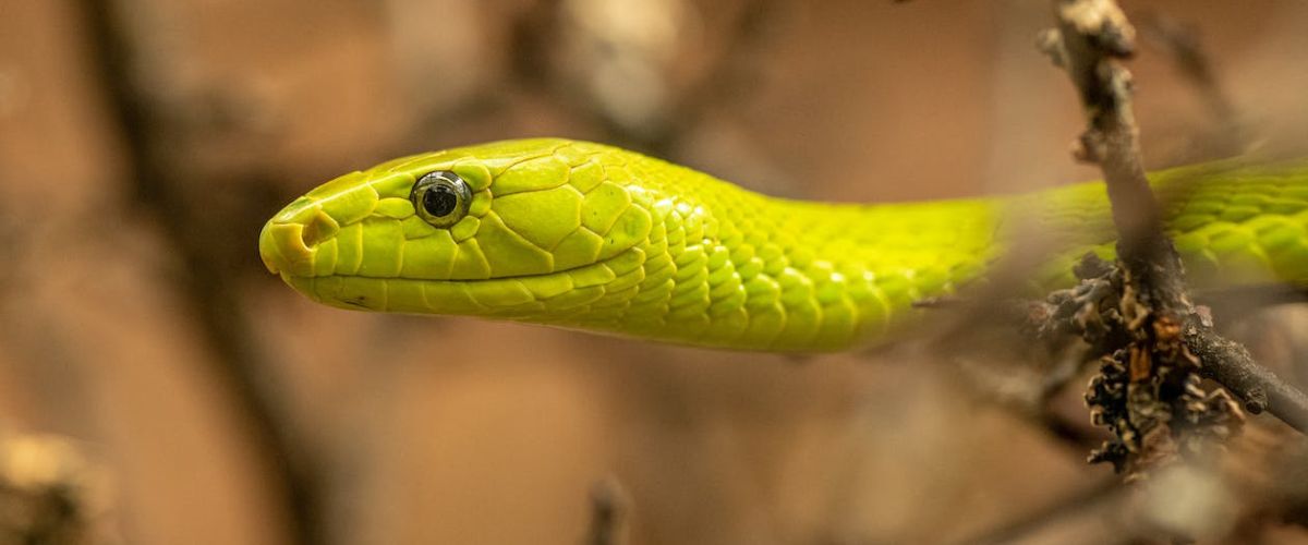 Mamba Vert Tout Ce Qu Il Faut Savoir Sur Ce Serpent Bs