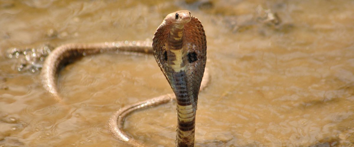 cobra-des-philippines cobra-des-philippines
