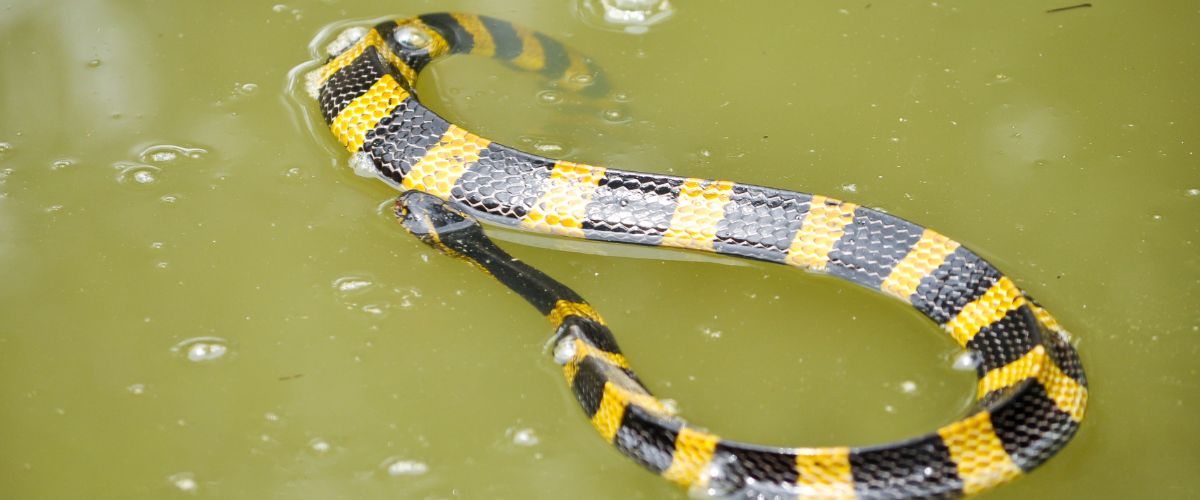 krait krait