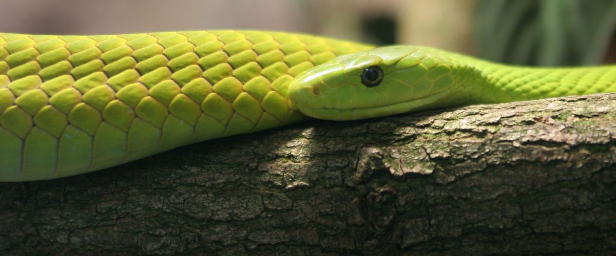 mamba-vert mamba-vert