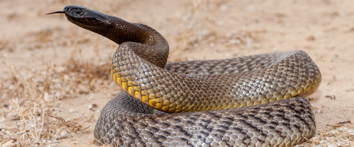 taipan-du-desert taipan-du-desert
